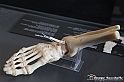 VBS_3077 - Articolazione del piede - Mostra Body Worlds